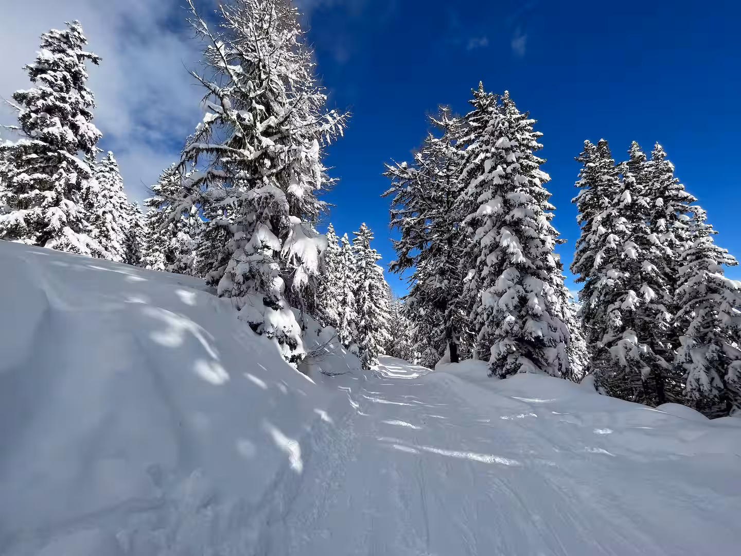 Près des Loups